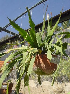 Plantando Epiphyllums (Cacto Orquídea) por estaquias - PlantaSonya - O seu  blog sobre cultivo de plantas e flores