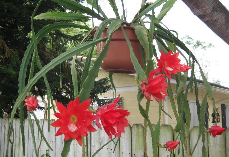 Características e cultivo do Cacto-orquídea (Epiphyllum ackermannii) -  PlantaSonya - O seu blog sobre cultivo de plantas e flores