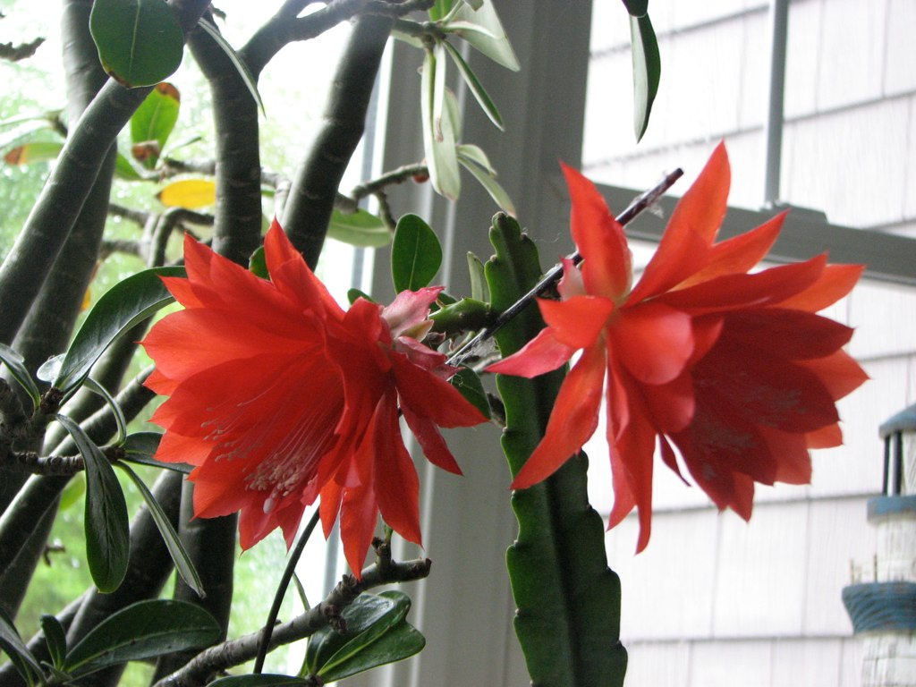 Características e cultivo do Cacto-orquídea (Epiphyllum ackermannii) -  PlantaSonya - O seu blog sobre cultivo de plantas e flores
