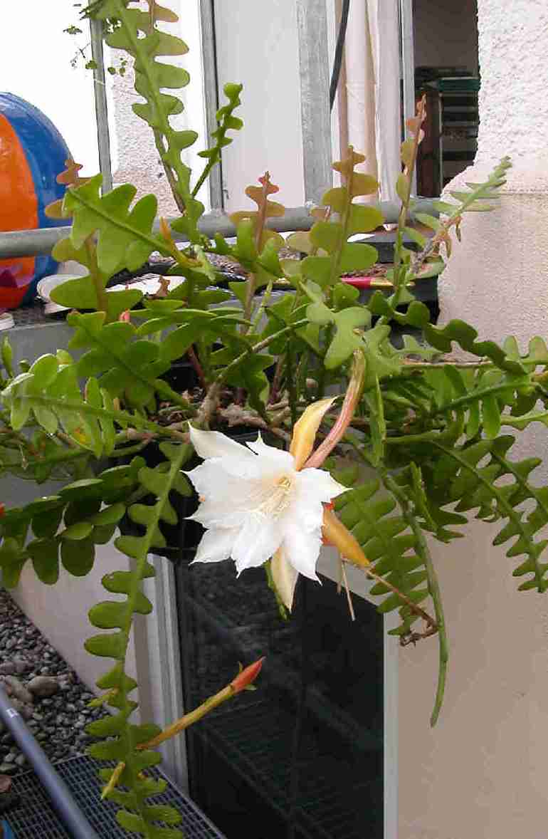 O cacto sianinha – (Epiphyllum anguliger) - PlantaSonya - O seu blog sobre  cultivo de plantas e flores