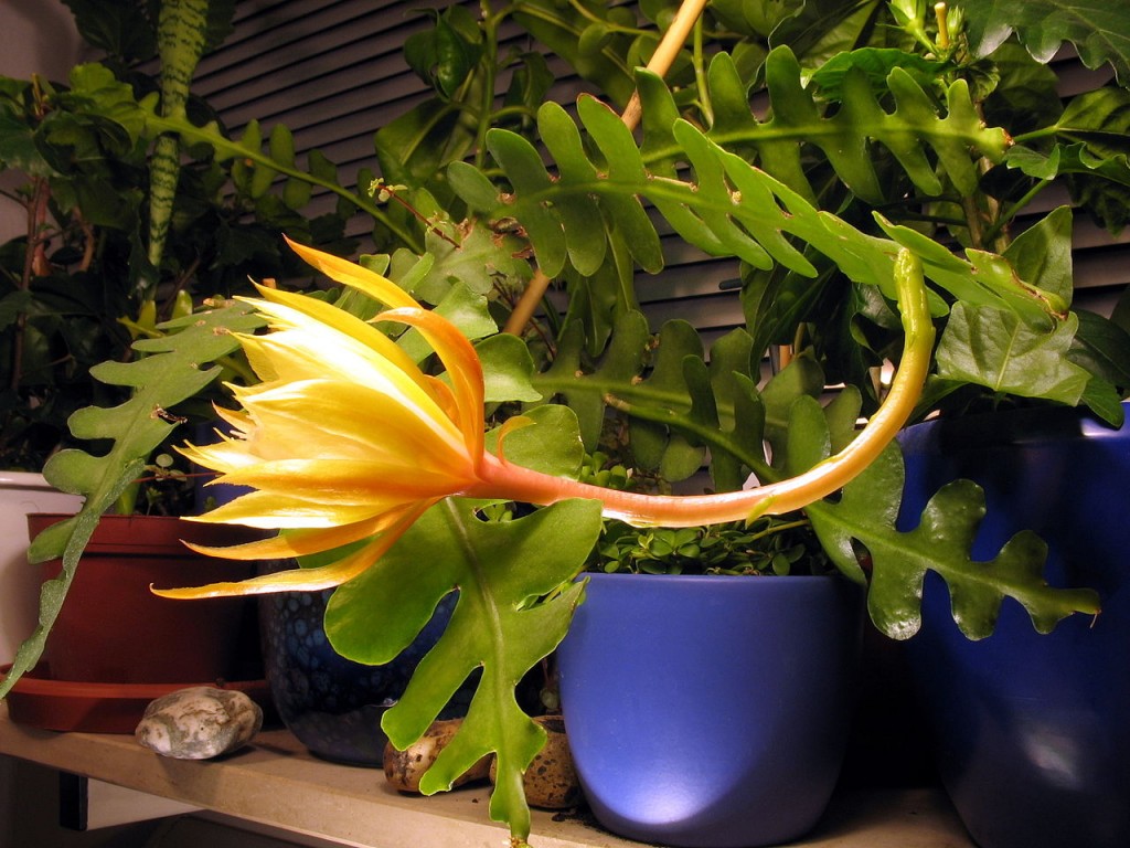 Epiphyllum-anguliger