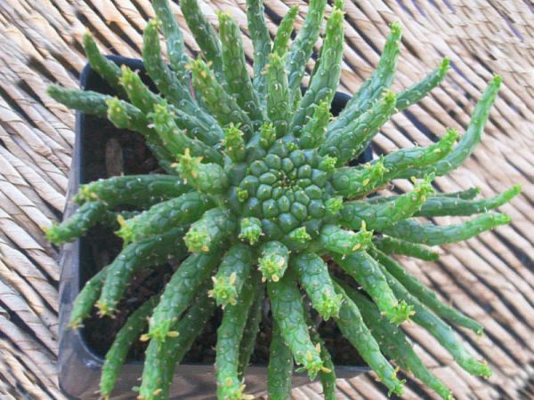 Euphorbia Flanaganii1