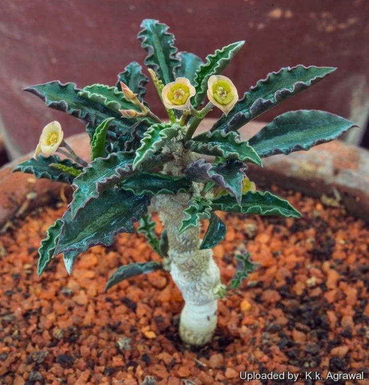 Euphorbia decaryi2