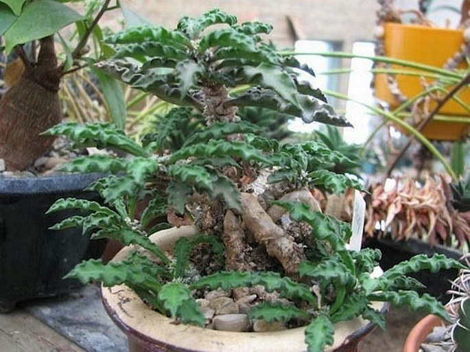 Euphorbia decaryi3