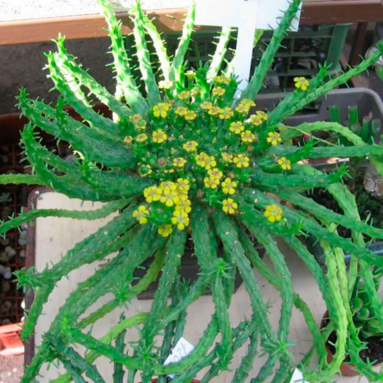 Euphorbia-flanaganii