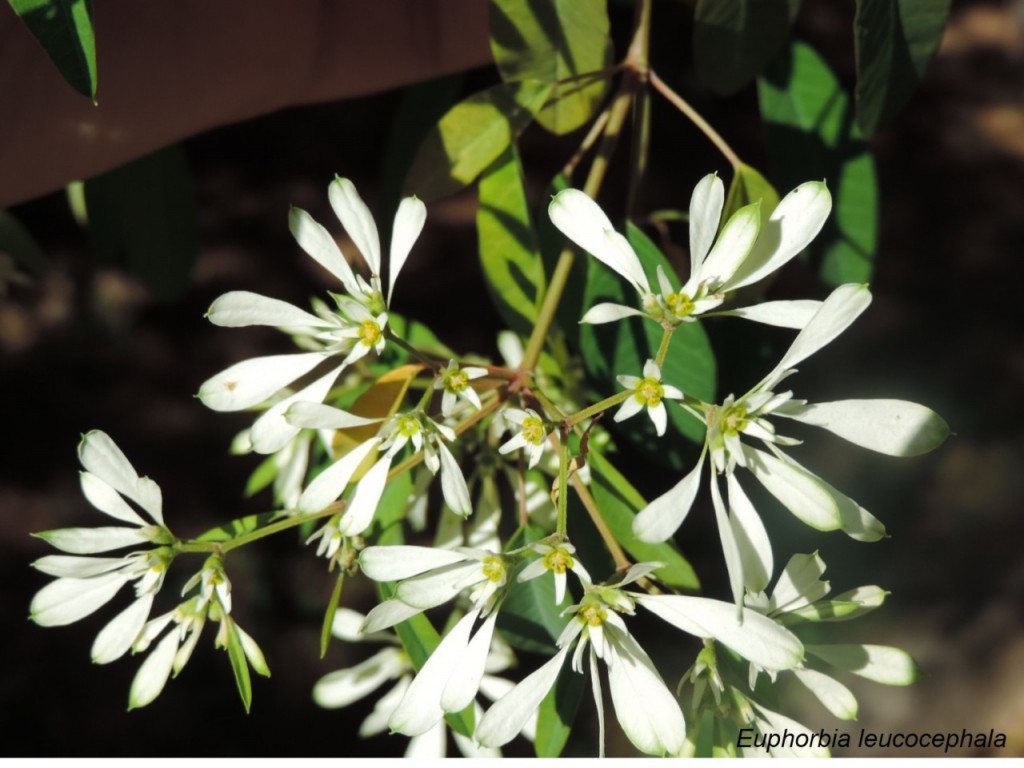 Euphorbia-leucocephala