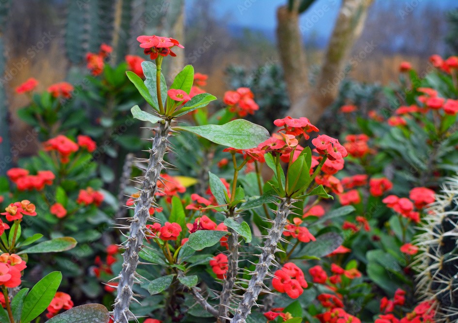 Euphorbia milii2