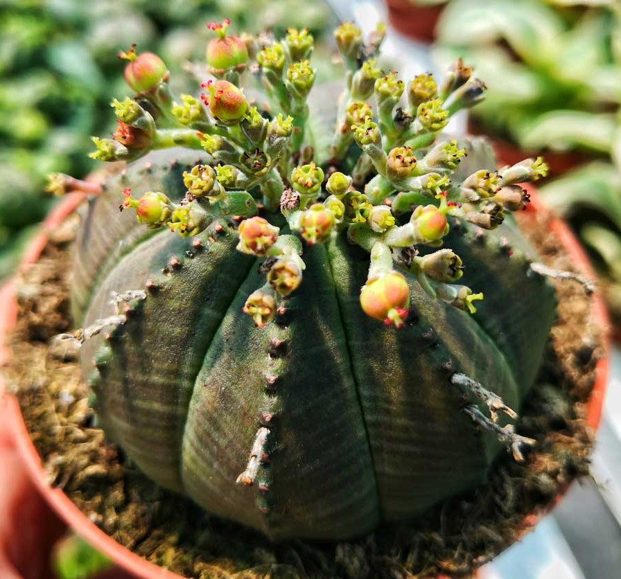 Euphorbia-obesa-11