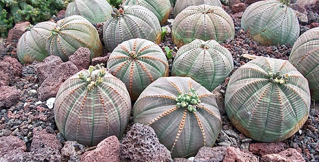 Euphorbia obesa1