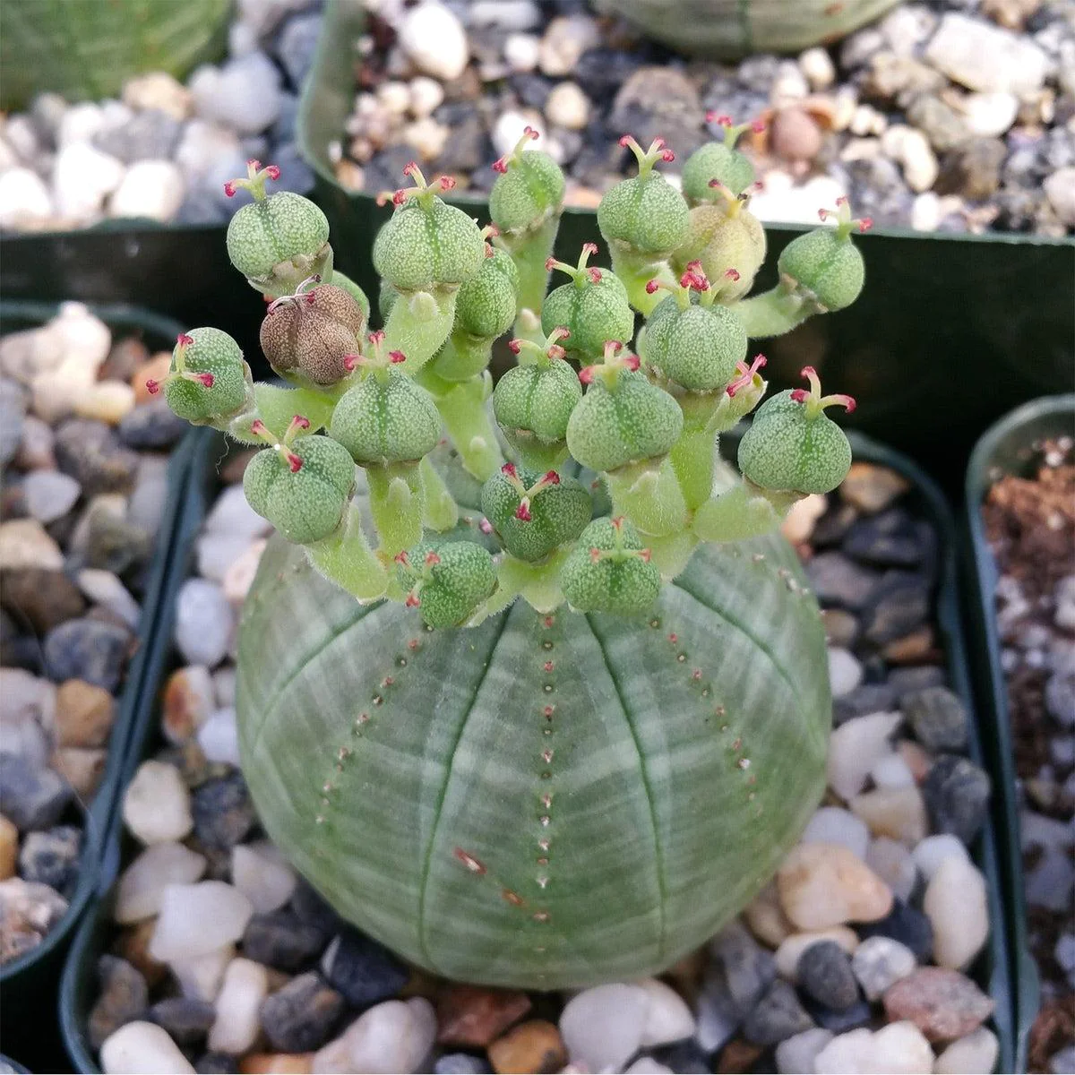 Euphorbia obesa1