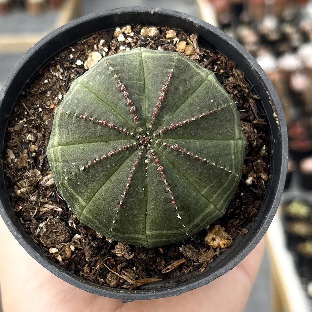 Euphorbia obesa3