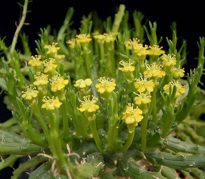 Euphorbia_flanaganii2_ies