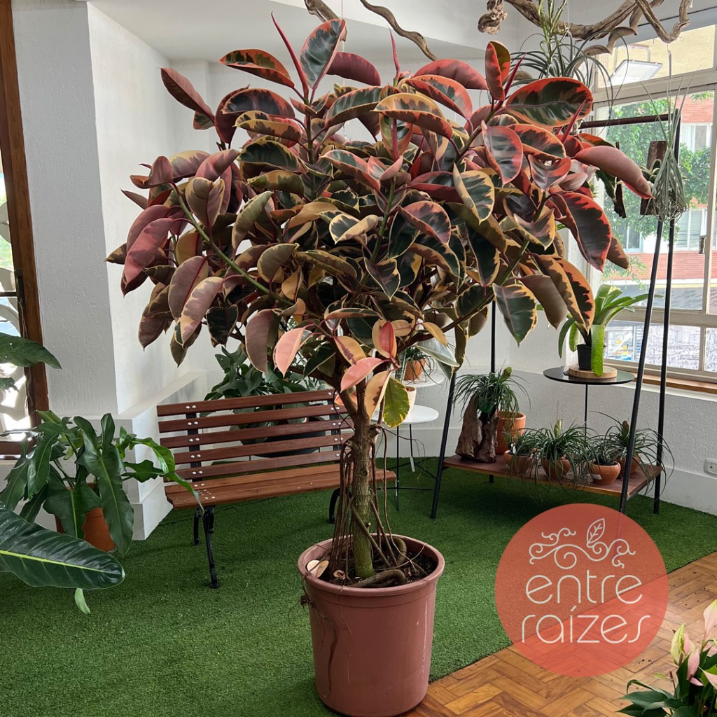 Ficus Elastica Ruby