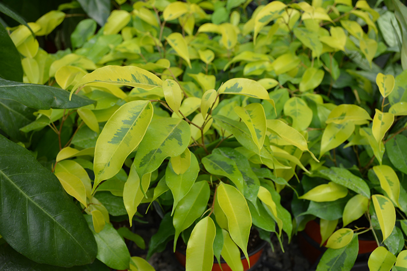 Ficus Golden King