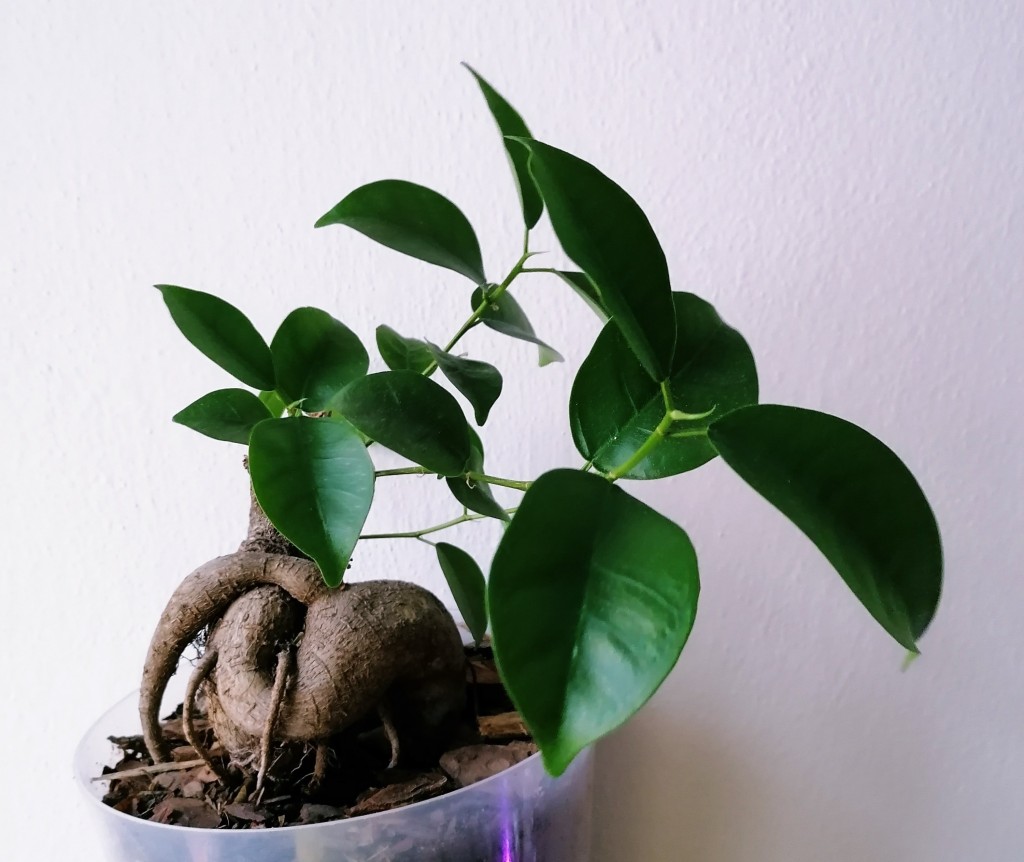 Ficus Microcarpa ginseng 4