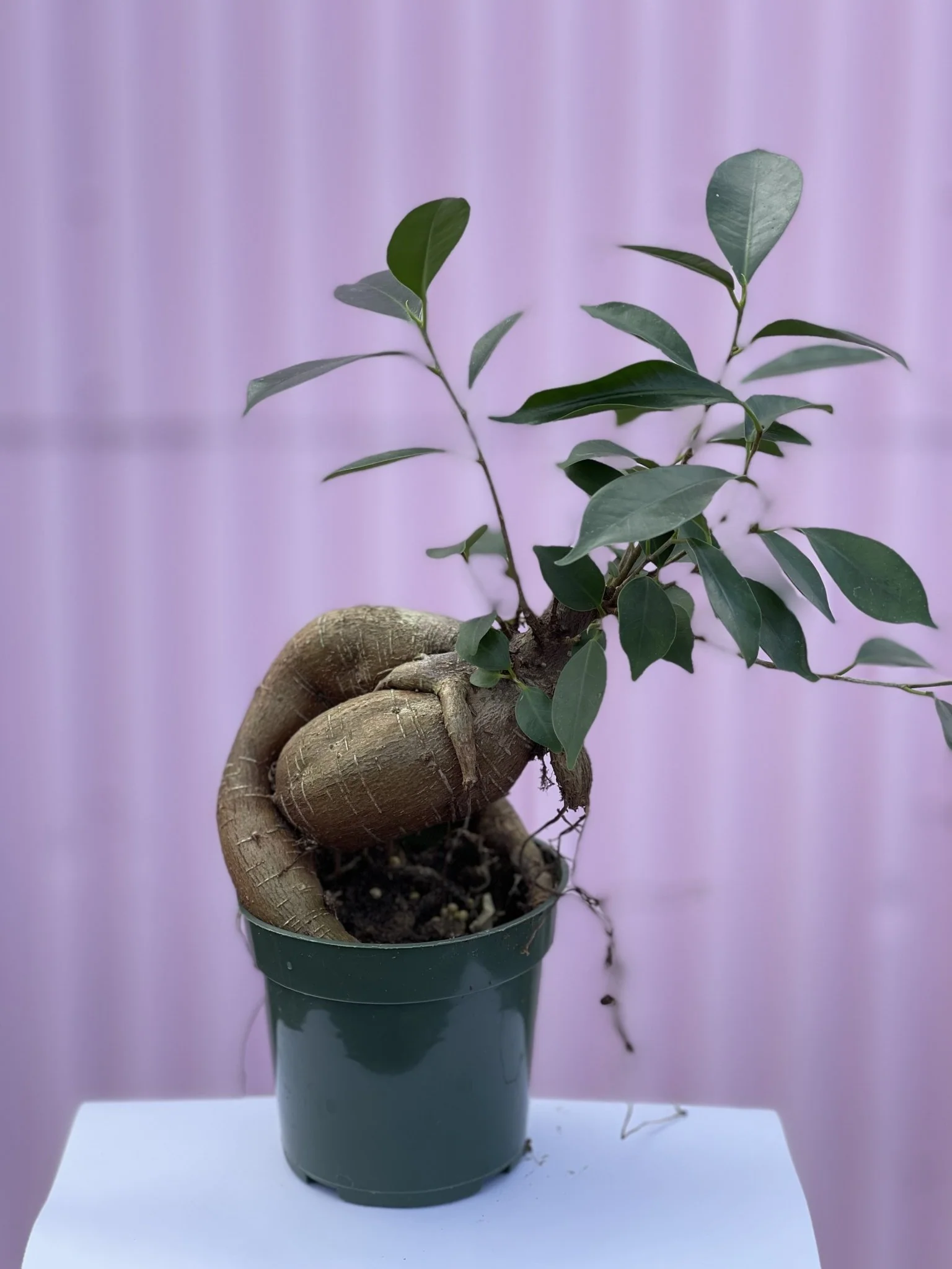 Ficus Microcarpa ginseng8