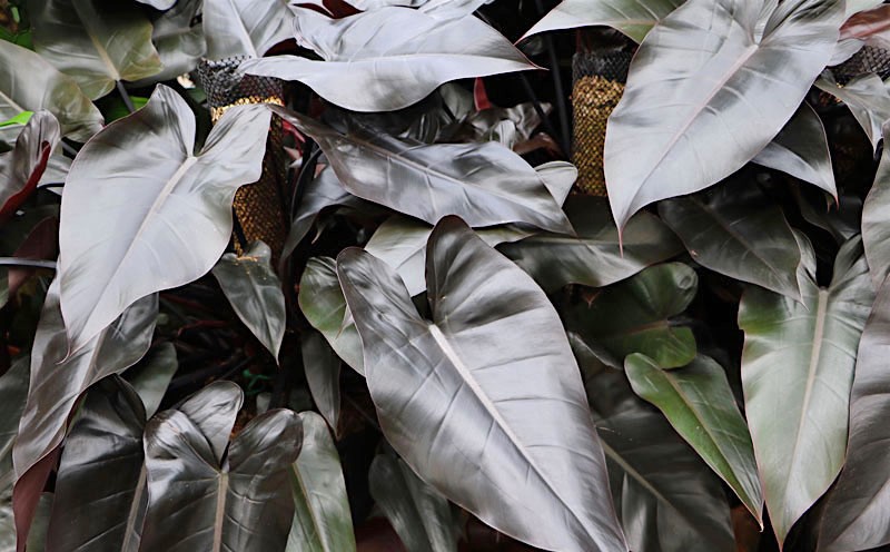 Filodendro-roxo-Philodendron-erubescens-