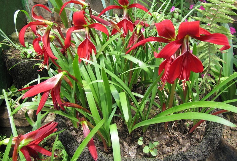 O cultivo da Flor-de-Lis (Sprekelia formosissima) - PlantaSonya - O seu  blog sobre cultivo de plantas e flores