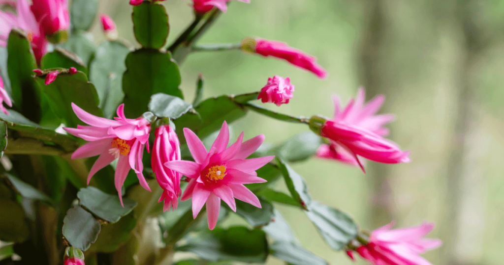 Flor-de-outubro-1024x540