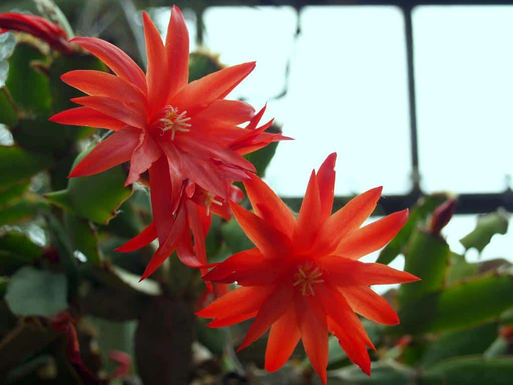 Flor-de-outubro-vermelho