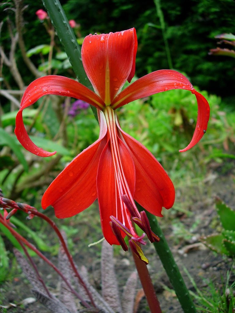 Como cuidar da Flor-de-lis (Sprekelia formosissima) - PlantaSonya - O ...
