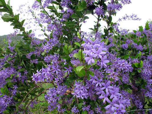 Viuvinha ou Flor-de-são-miguel (Petrea subserrata) - PlantaSonya - O seu  blog sobre cultivo de plantas e flores