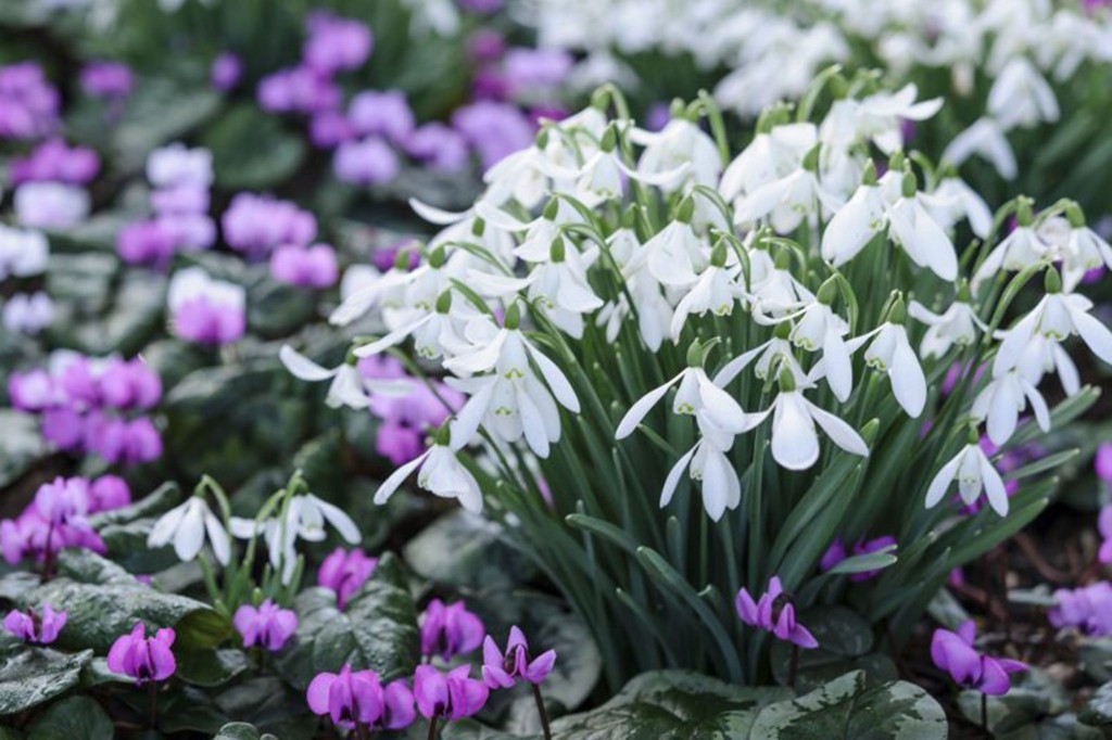 Galanthus nivalis