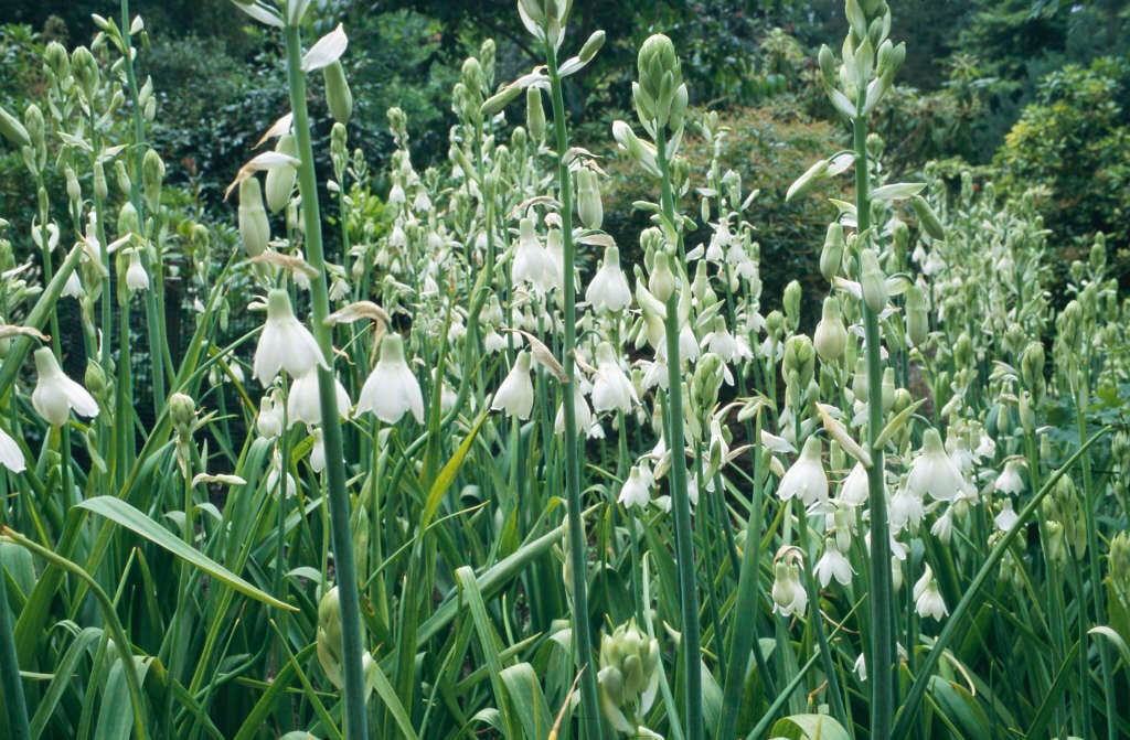 Galtonia candicans