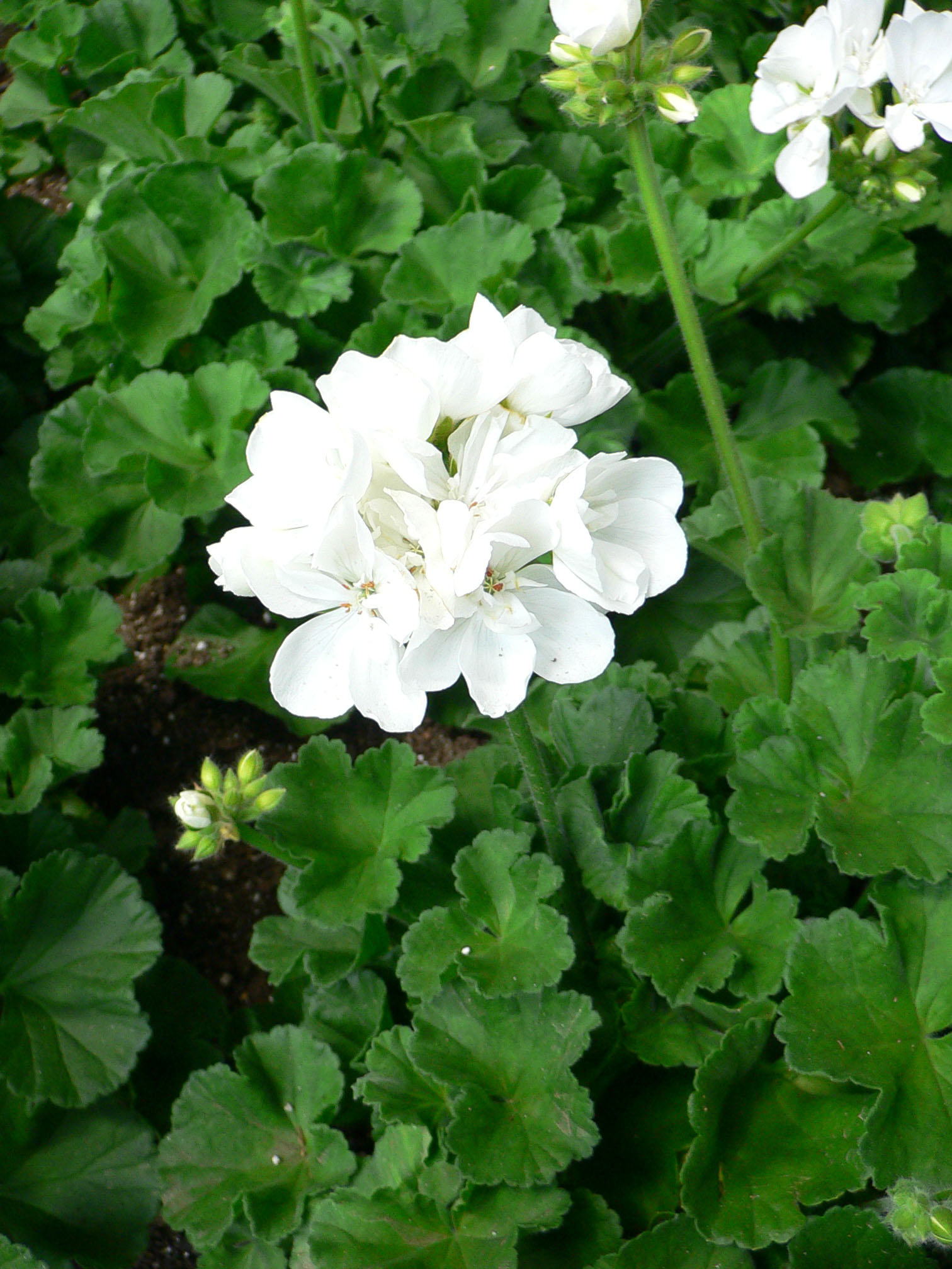 Doenças dos Gerânios - PlantaSonya - O seu blog sobre cultivo de plantas e  flores