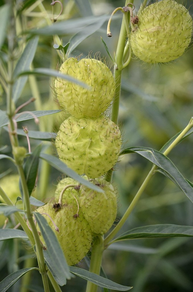 Gomphocarpus physocarpus3