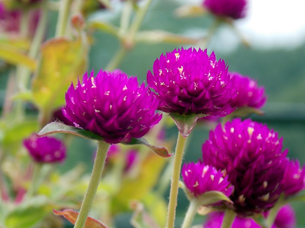 Gomphrena-Globosa-01_opt