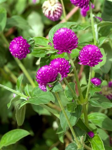 Características e cultivo da Perpétua (Gomphrena globosa) - PlantaSonya - O  seu blog sobre cultivo de plantas e flores