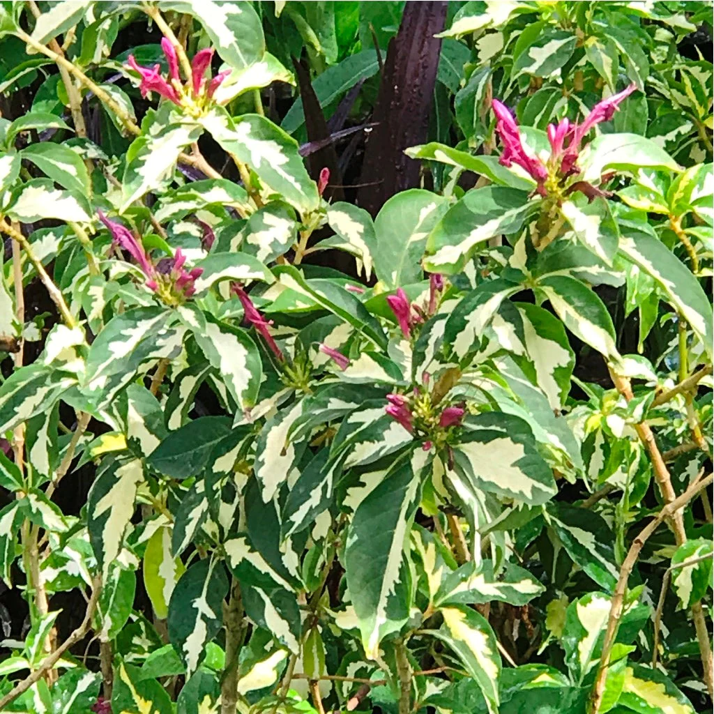 Graptophyllum Pictum 'Tricolor'