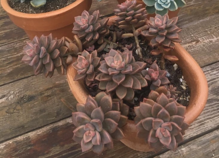 Graptosedum 'Bronze'