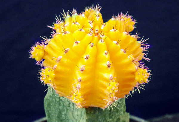 Gymnocalycium mihanovichii