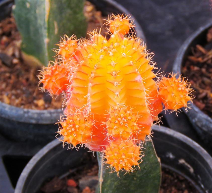 Gymnocalycium mihanovichii