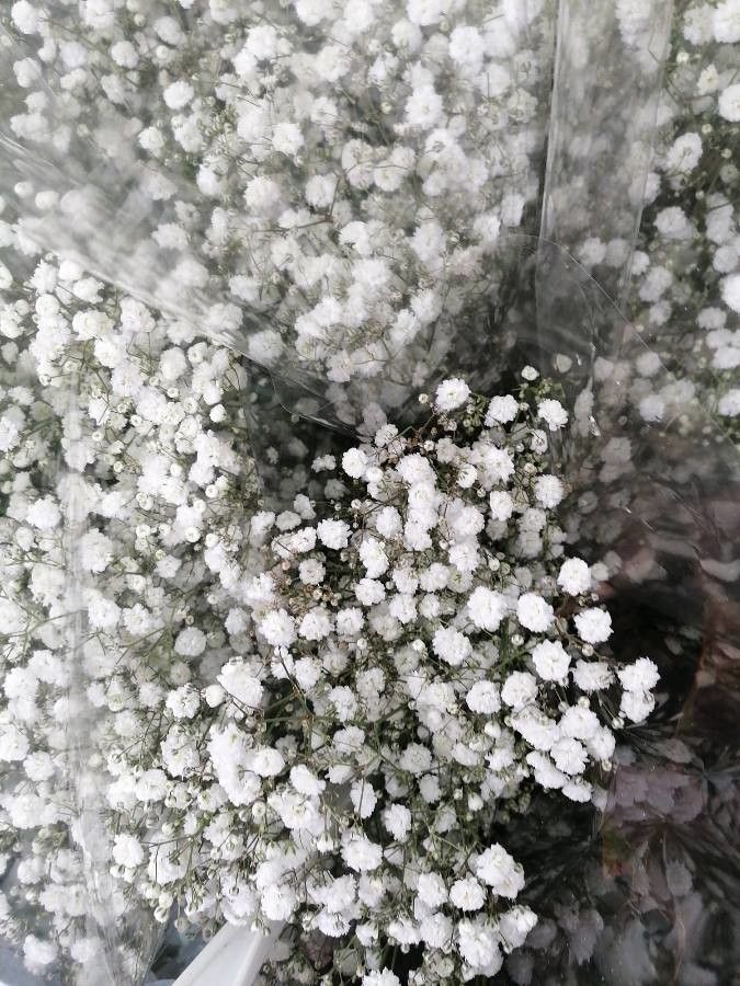 Gypsophila paniculata