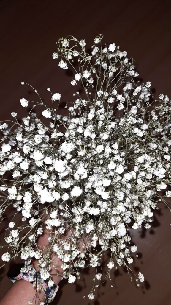 Gypsophila paniculata