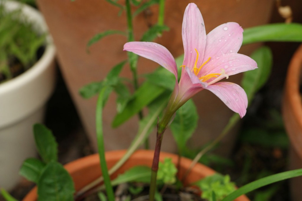 Habranthus-robustus-2