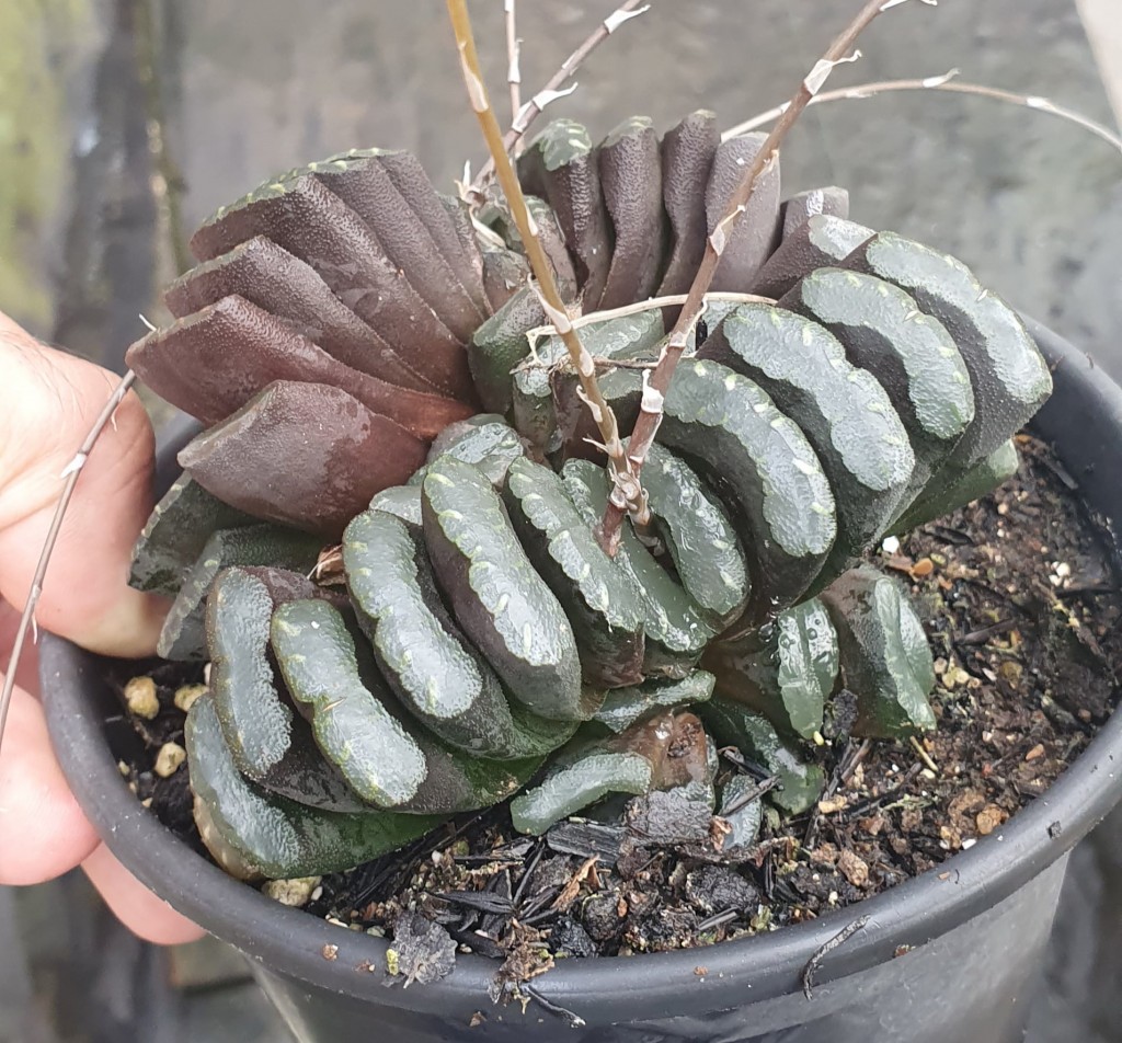 Haworthia truncata