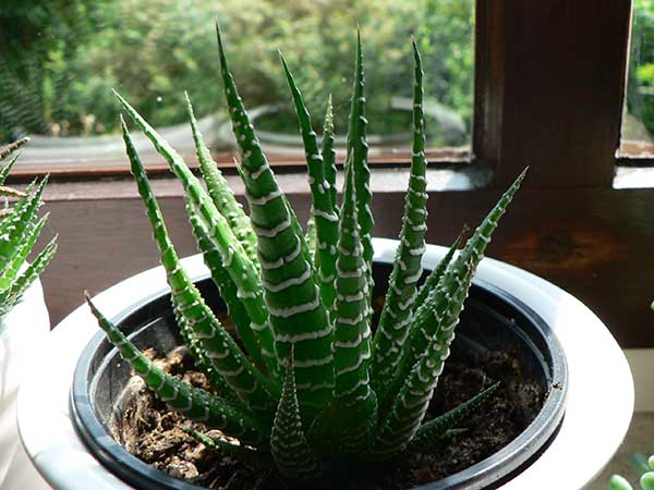 Haworthia-attenuata1.jpg6