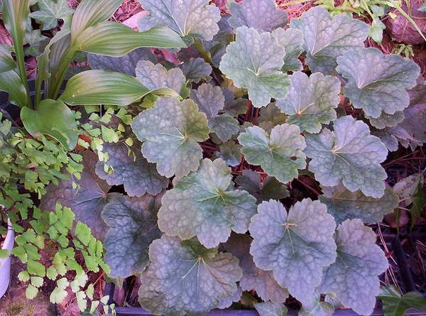 Heuchera americana