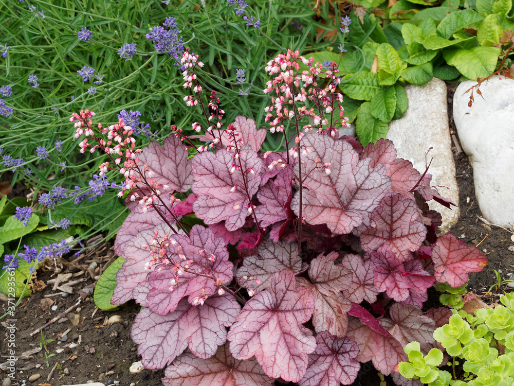 Heuchera micrantha