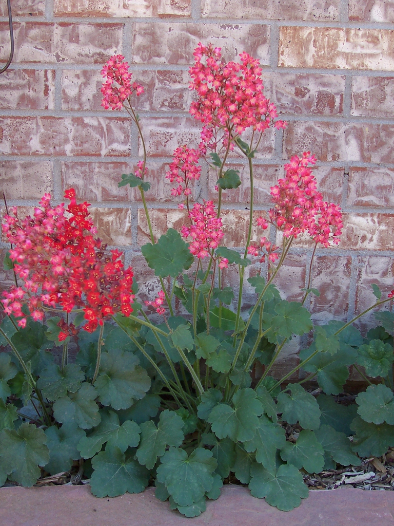 Heuchera sanguinea