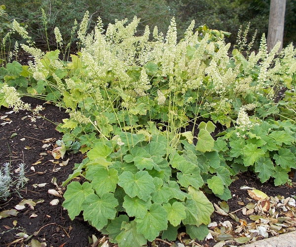 Heuchera villosa