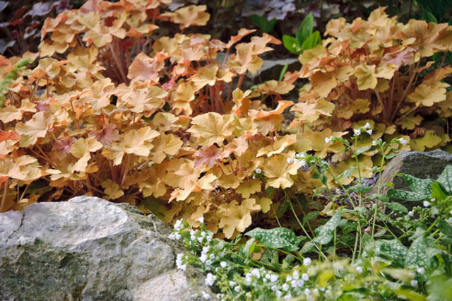 Heuchera ‘Caramel’