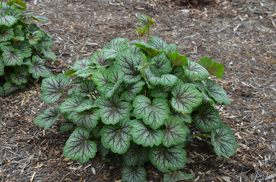 Heuchera ‘Green Spice’