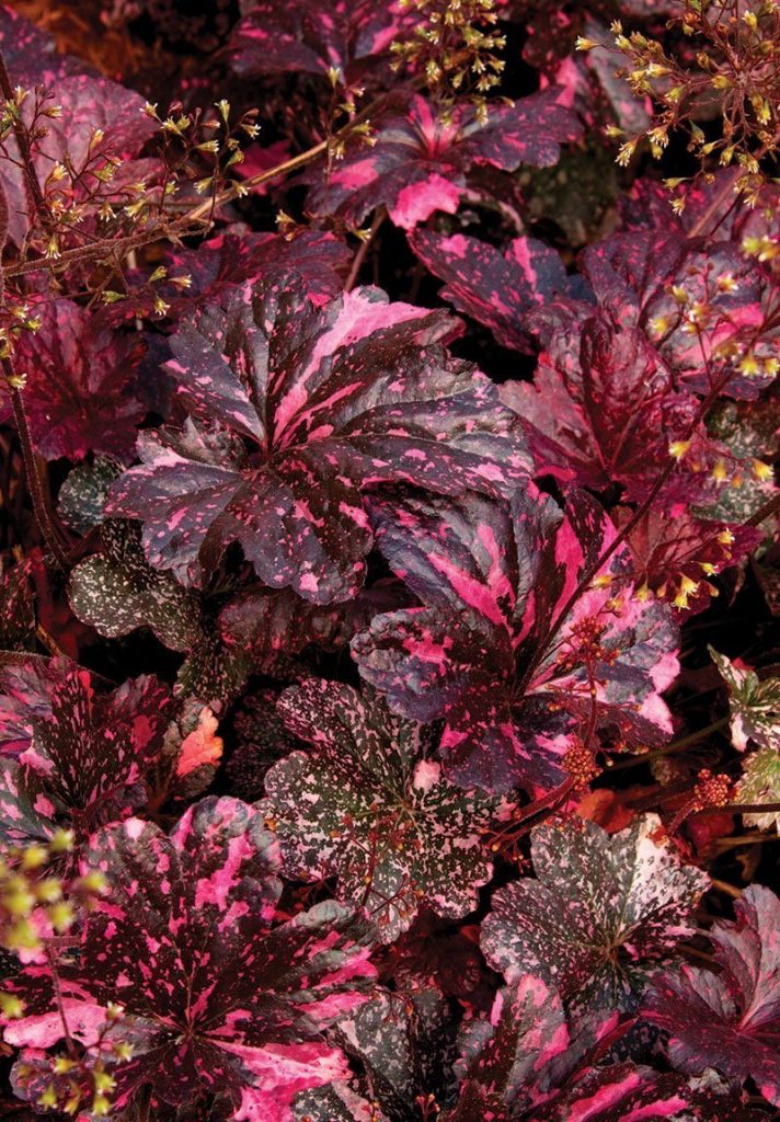 Heuchera ‘Midnight Rose’