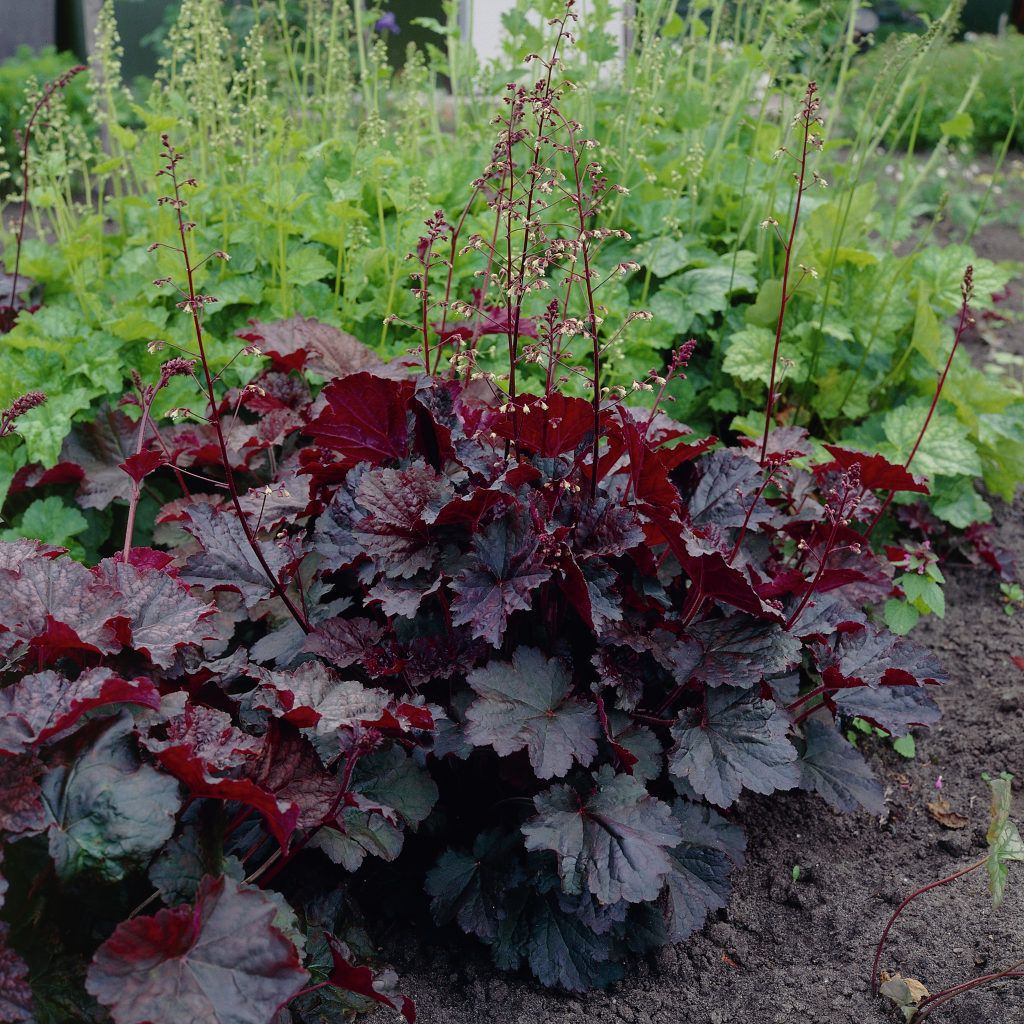 Heuchera ‘Palace Purple’