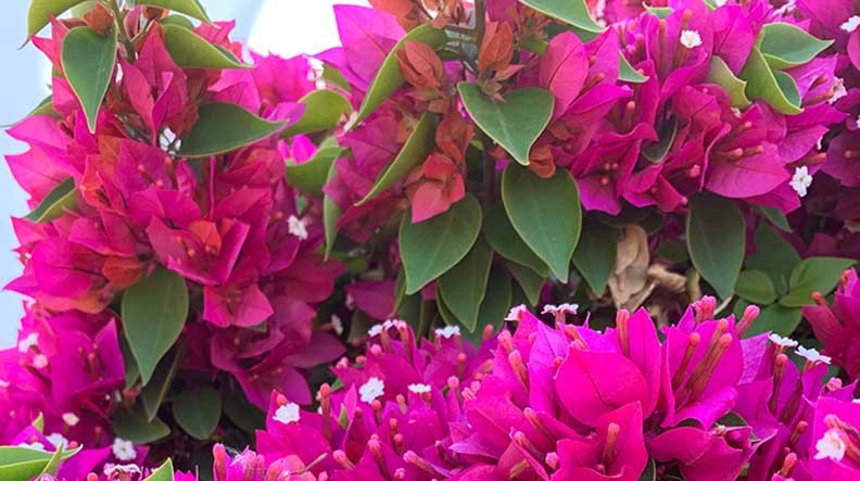 Bougainvillea